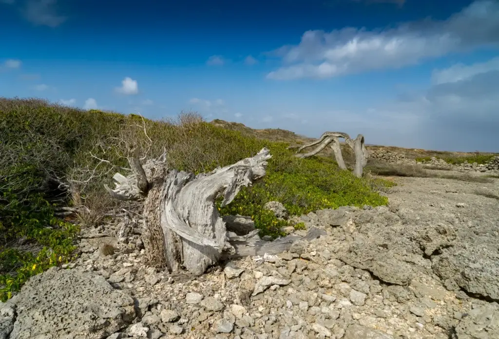Scrub vegetation in Christoffel National Park, Curaçao.