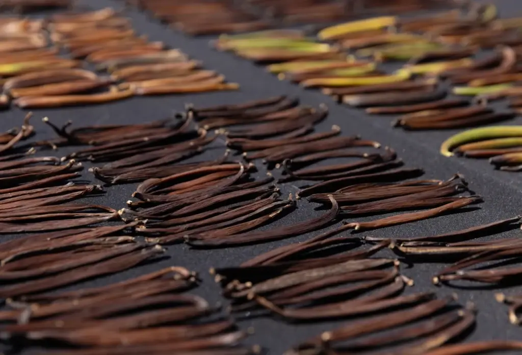 Vanilla pods drying in the sun; illustrative process detail.