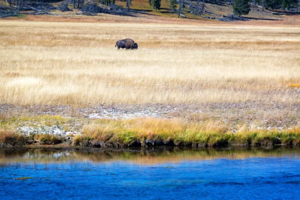 Yellowstone bison, elk, bear or wolf photographed from a safe telephoto perspective