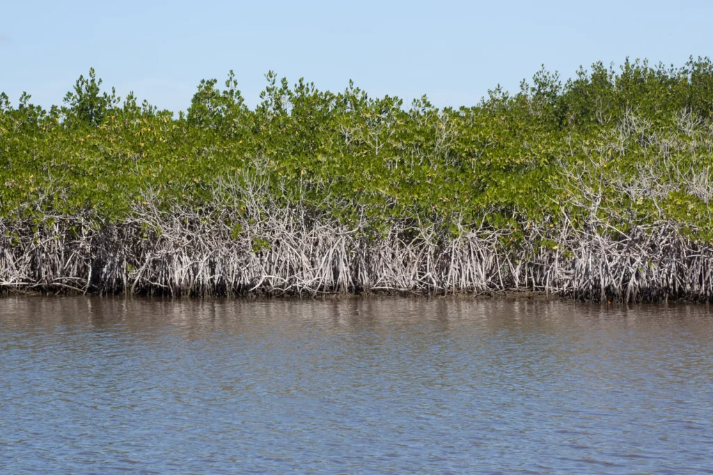 The Everglades With Mangrove Trees