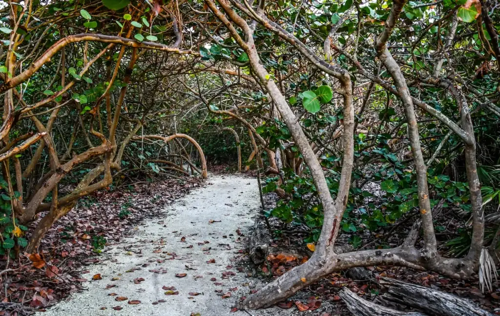 A Trail Through The Mangroves By A Florida Beach