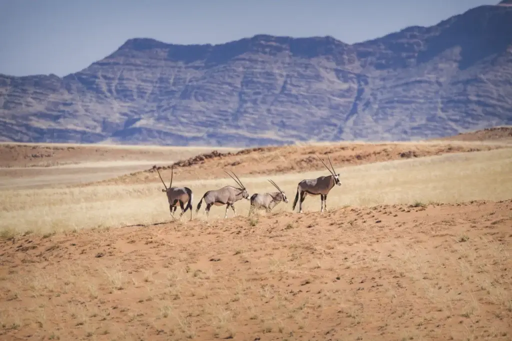 Desert-adapted wildlife in northwest Namibia