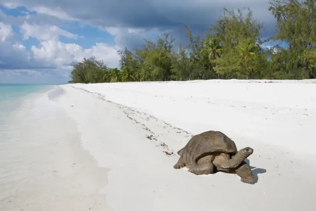 Seychelles conservation-led outer island ecology