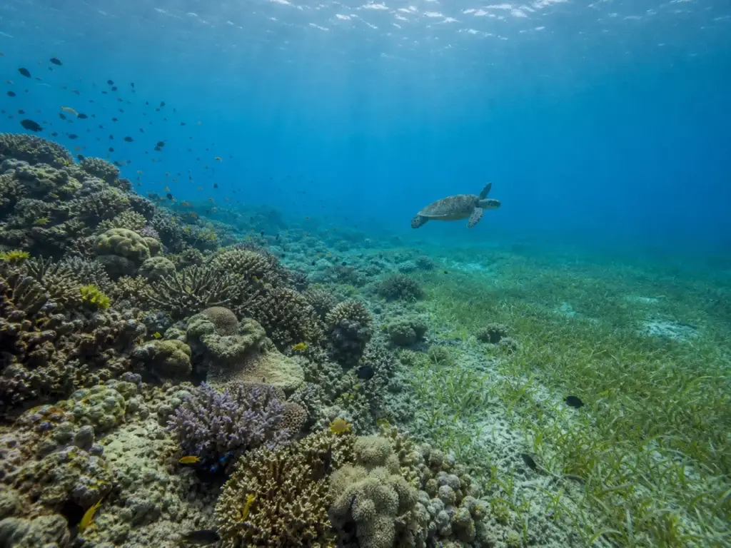 Seychelles reef ecology