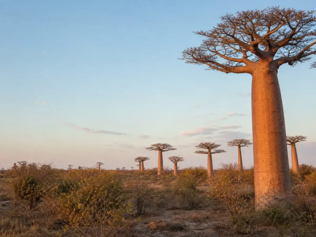Madagascar dry forest and baobabs