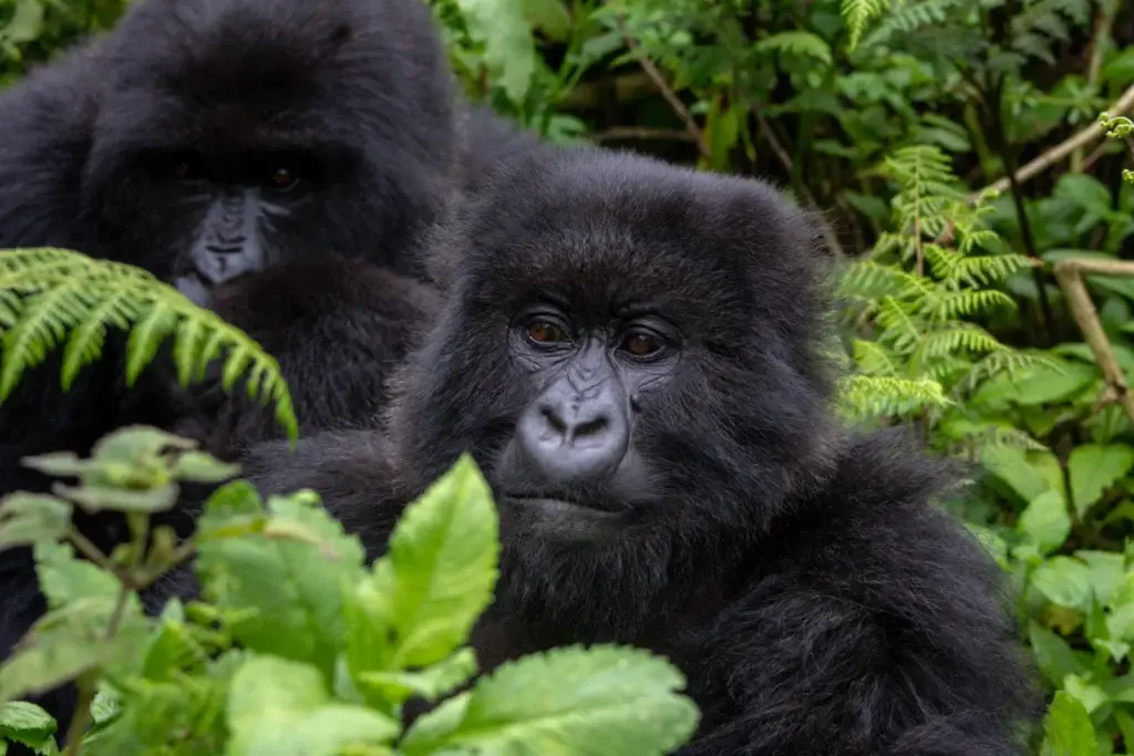 Qualified gorilla tracking context