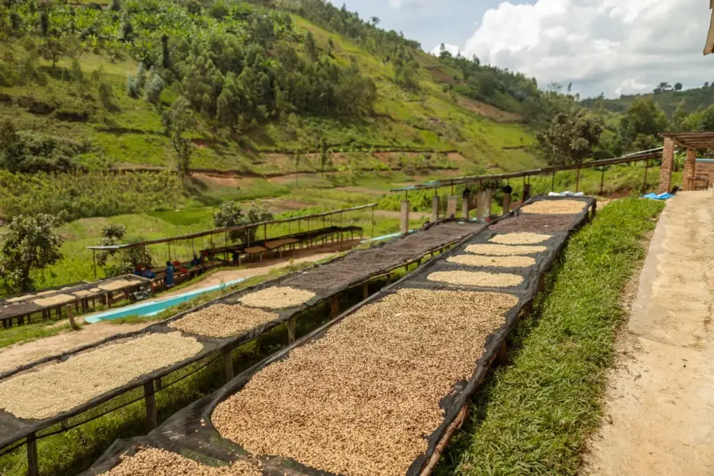 Rwanda coffee or tea landscape
