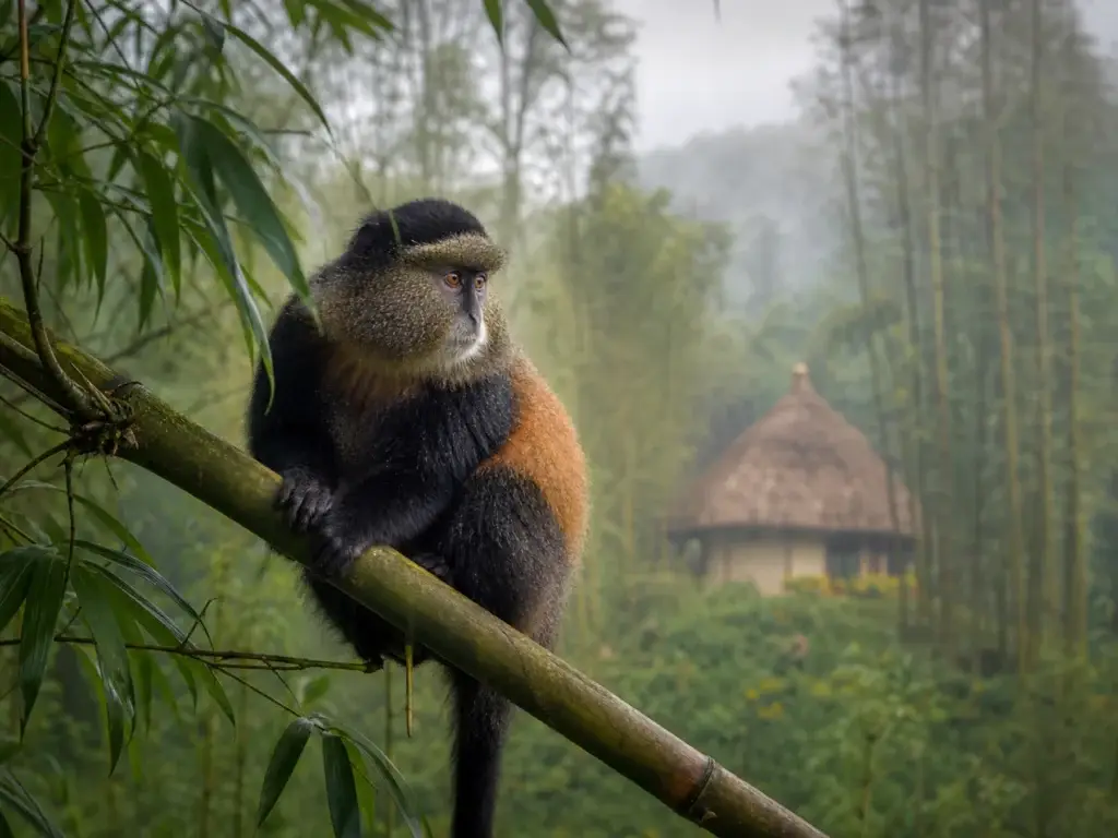 Golden monkey or bamboo forest ecology