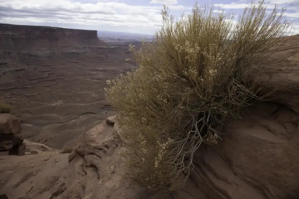 Desert ecology biological soil crust