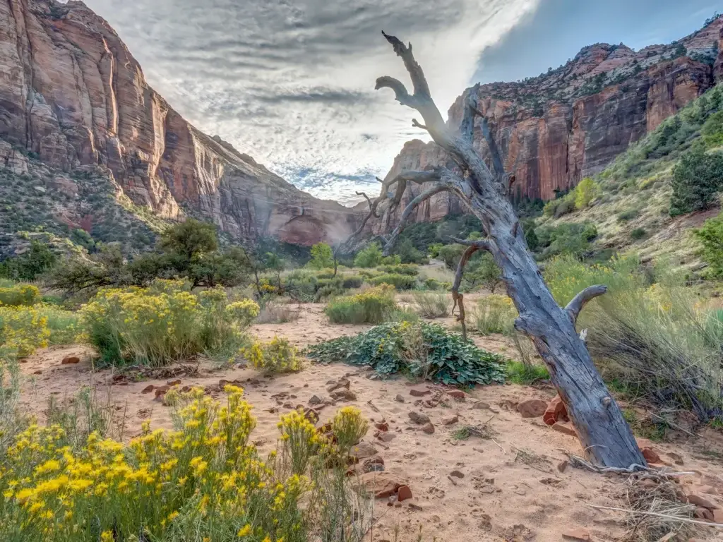 Zion regional arts context